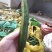 大量供应，旱黄瓜，底级瓜，欢迎定购，大量供应酱菜厂，食堂，
