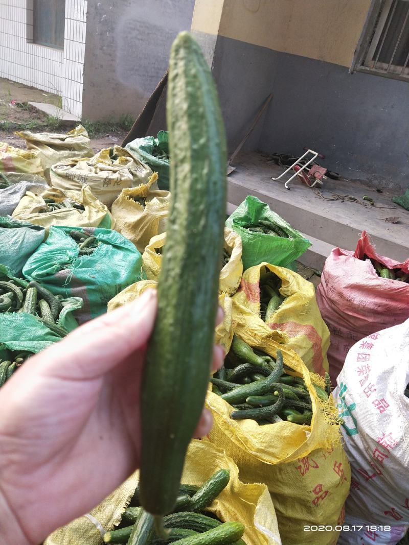 大量供应，旱黄瓜，底级瓜，欢迎定购，大量供应酱菜厂，食堂，