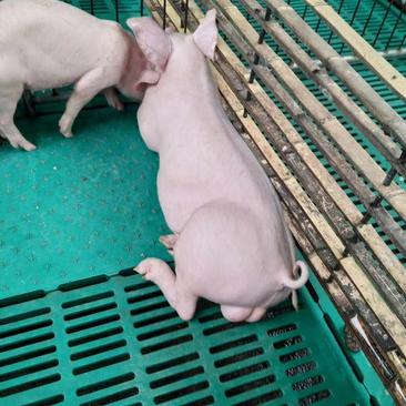 【热销】代孕母猪种猪养殖有限公司品种齐全价格低廉品质保证