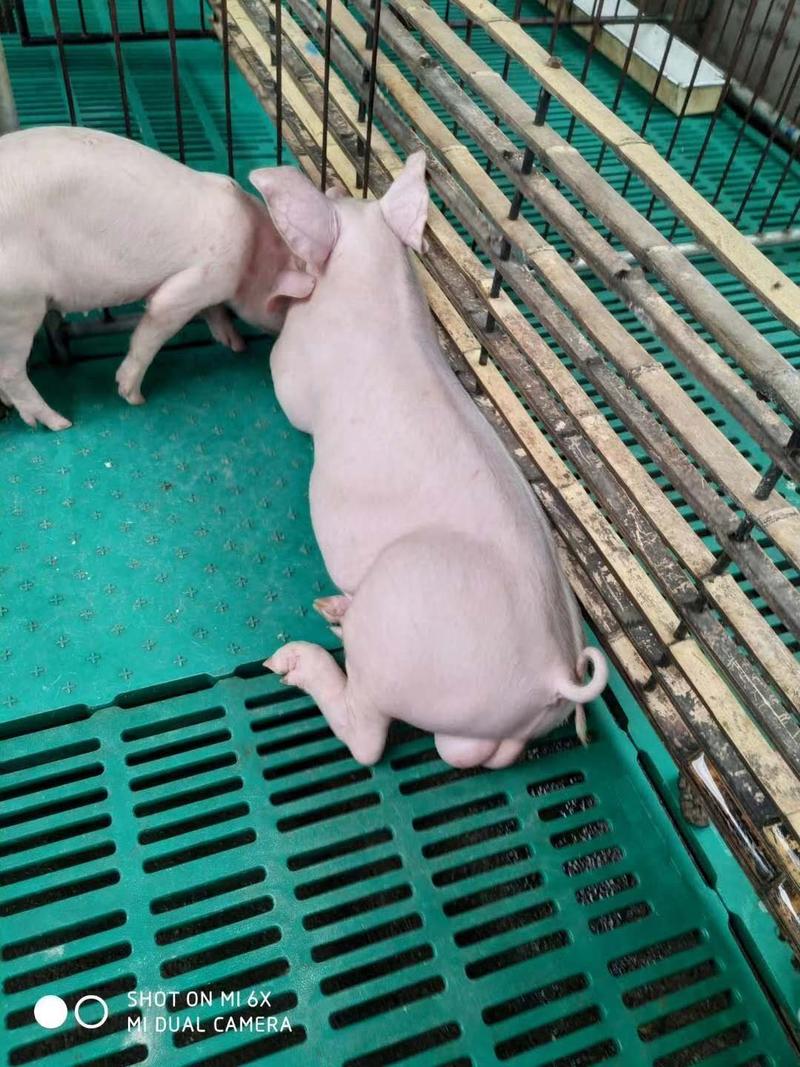 【热销】代孕母猪种猪养殖有限公司品种齐全价格低廉品质保证