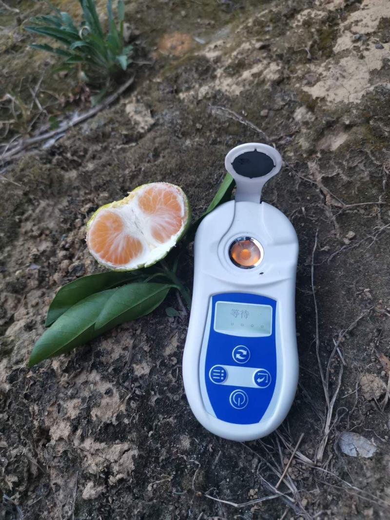 【精品】湖南特早蜜桔大量上市产地直发一手货源实地看货