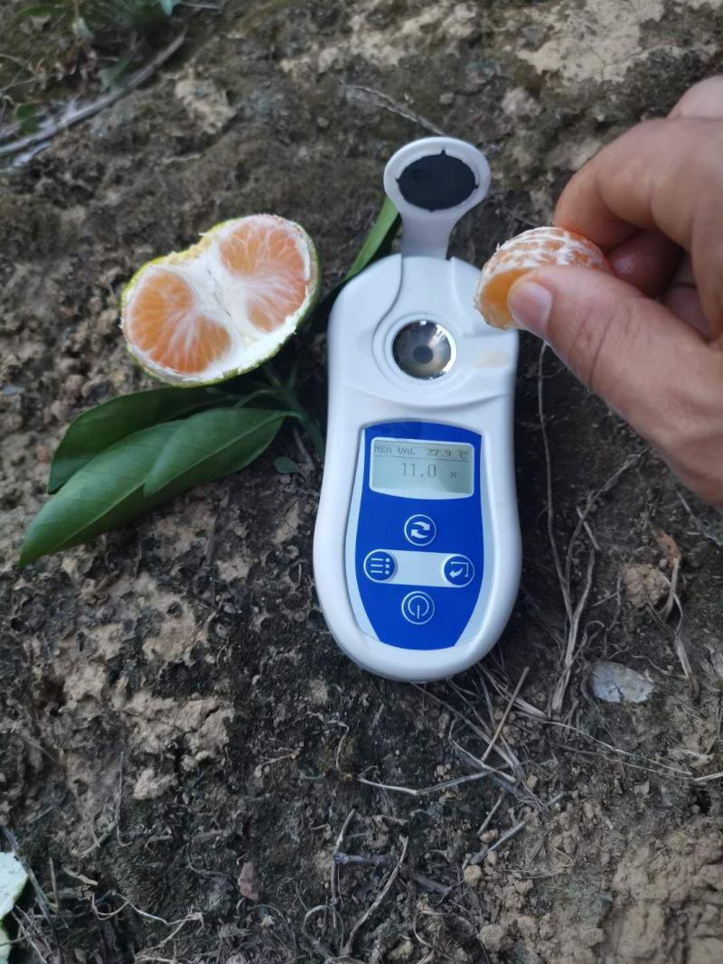 【精品】湖南特早蜜桔大量上市产地直发一手货源实地看货