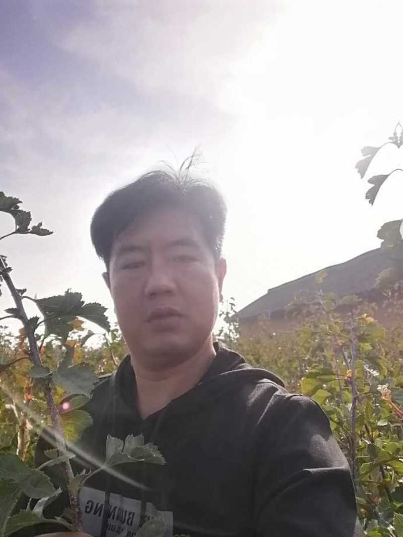 山楂苗，山楂树苗《大金星，大五棱，甜山楂山楂苗》产地直供