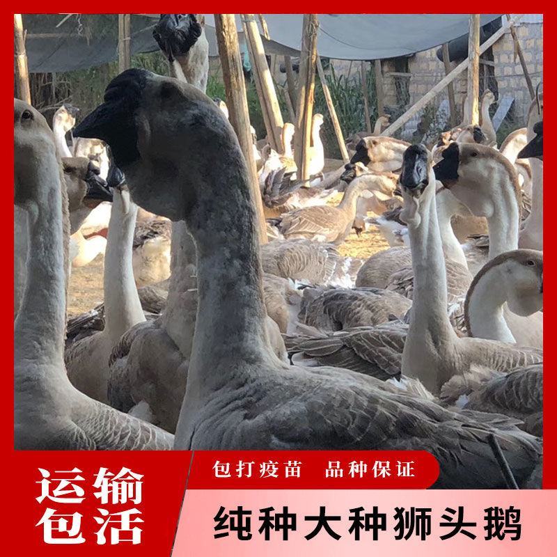 纯种狮头鹅苗大种三花鹅苗鸭苗鸡苗包邮包技术