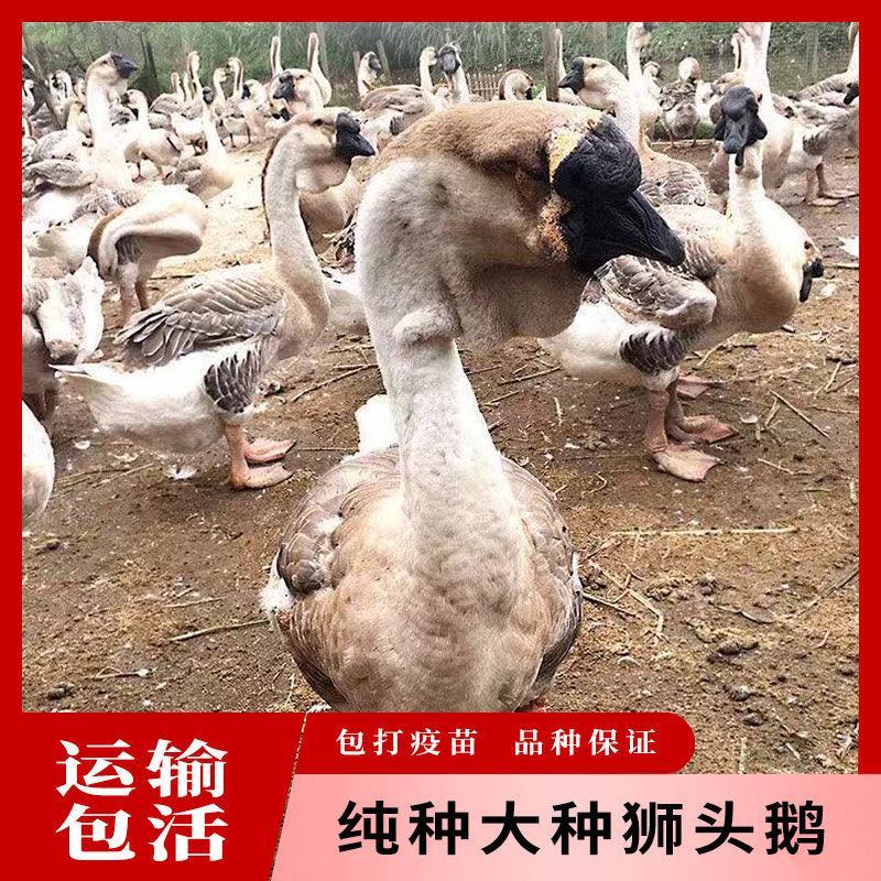 纯种狮头鹅苗大种三花鹅苗鸭苗鸡苗包邮包技术