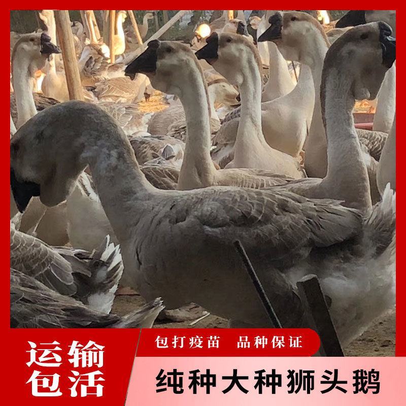 纯种狮头鹅苗大种三花鹅苗鸭苗鸡苗包邮包技术
