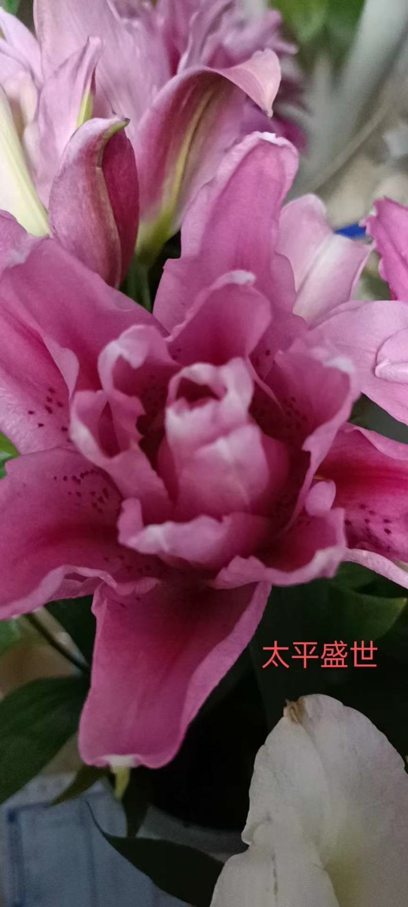 云南昆明《百合鲜切花》基地批发价格便宜各种品种颜色齐全