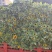 云南昆明《向日葵鲜切花》批发各种质量都有保证新鲜全国发货