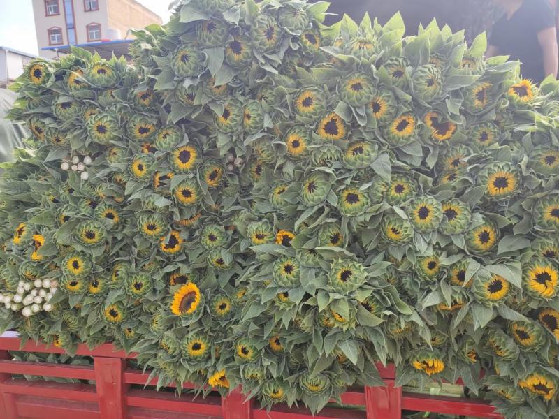 云南昆明《向日葵鲜切花》批发各种质量都有保证新鲜全国发货