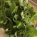 云南昆明《向日葵鲜切花》批发各种质量都有保证新鲜全国发货
