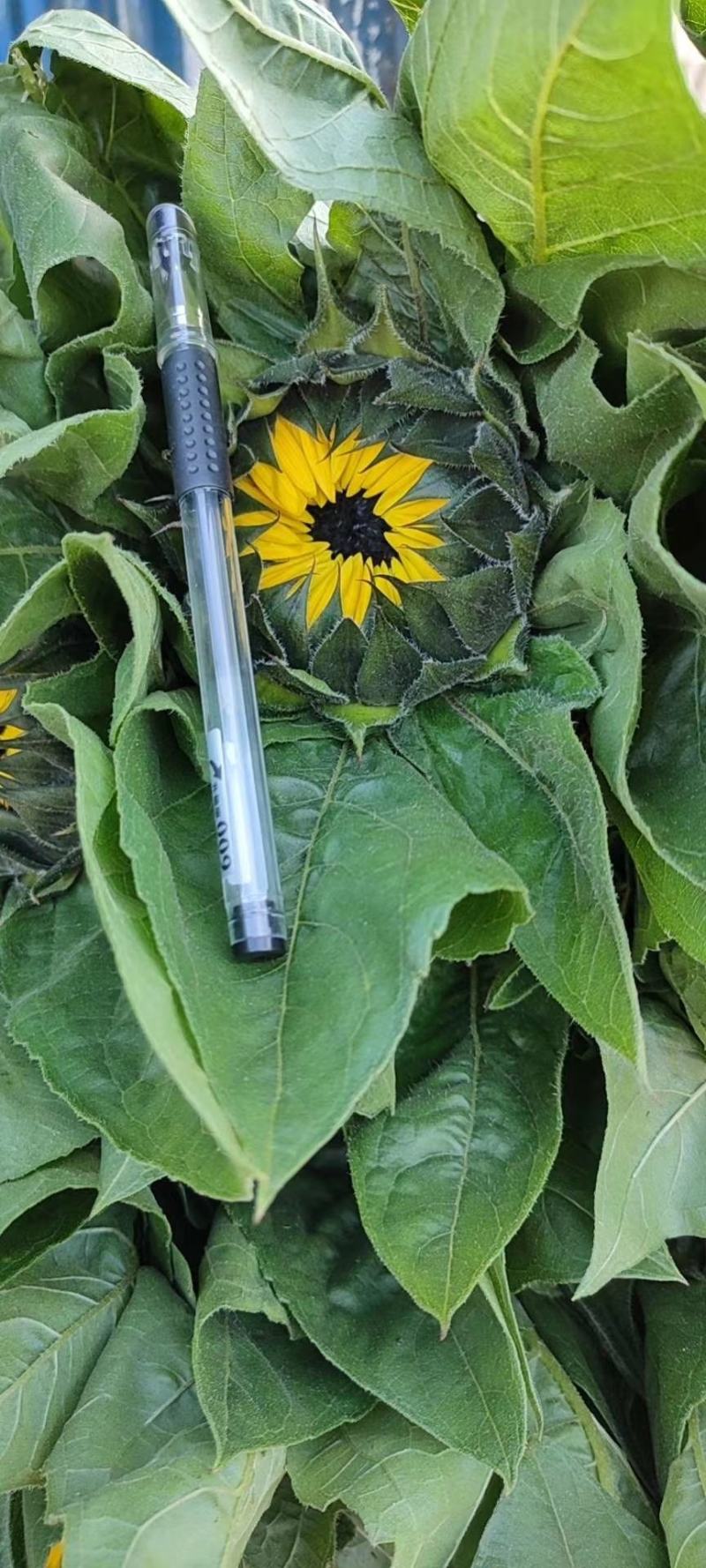 云南昆明《向日葵鲜切花》批发各种质量都有保证新鲜全国发货