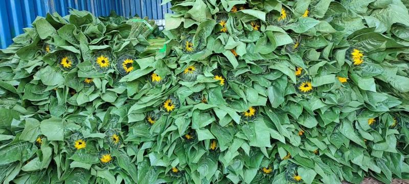 云南昆明《向日葵鲜切花》批发各种质量都有保证新鲜全国发货
