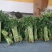 云南昆明《向日葵鲜切花》批发各种质量都有保证新鲜全国发货