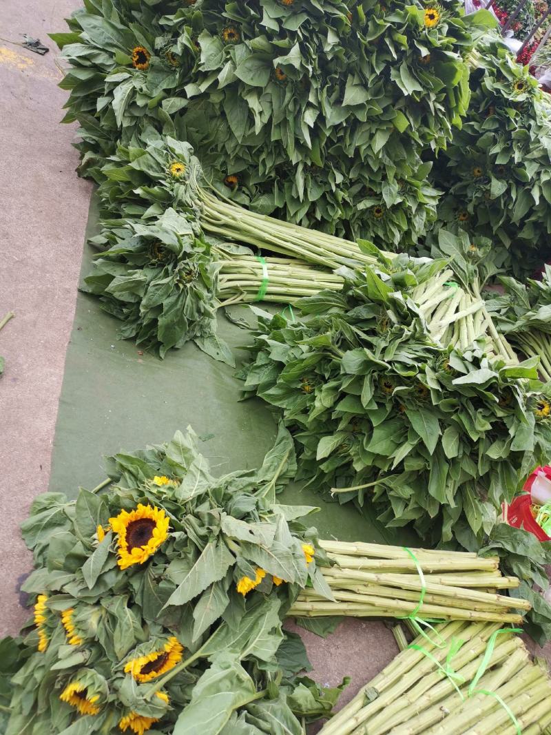 云南昆明《向日葵鲜切花》批发各种质量都有保证新鲜全国发货