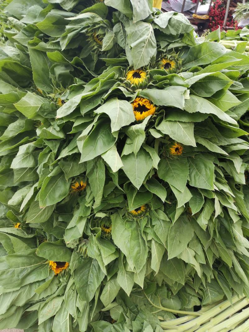 云南昆明《向日葵鲜切花》批发各种质量都有保证新鲜全国发货