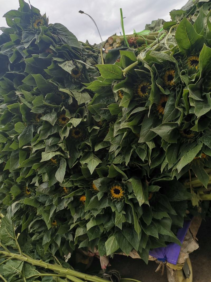 云南昆明《向日葵鲜切花》批发各种质量都有保证新鲜全国发货