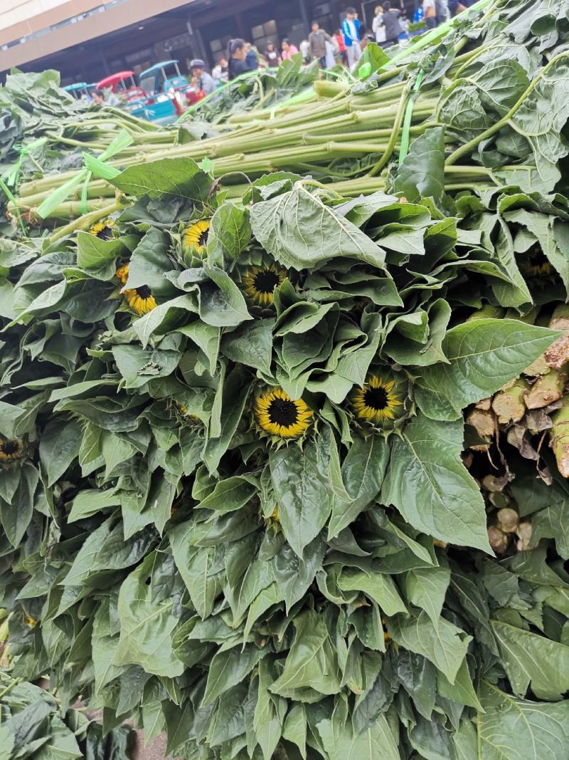 云南昆明《向日葵鲜切花》批发各种质量都有保证新鲜全国发货