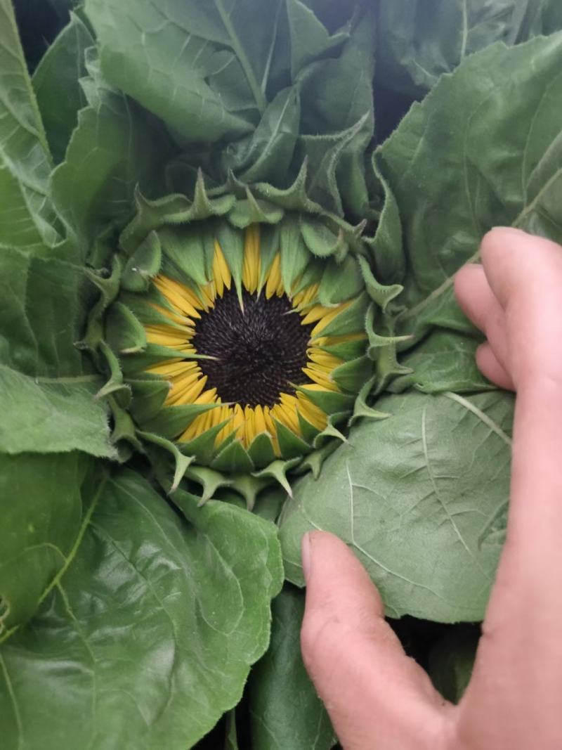 云南昆明《向日葵鲜切花》批发各种质量都有保证新鲜全国发货