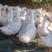 白鸭~56天均重6~7斤