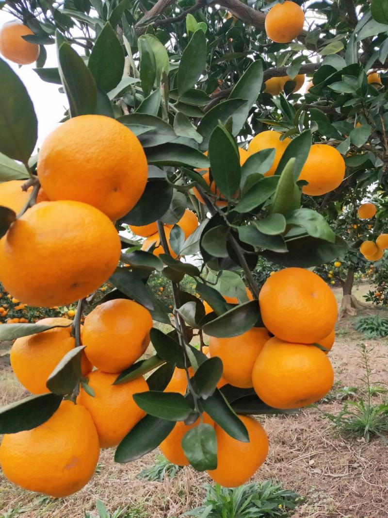 早熟蜜橘无核无渣皮薄味甜产地直供货源充足质量保证量大从优