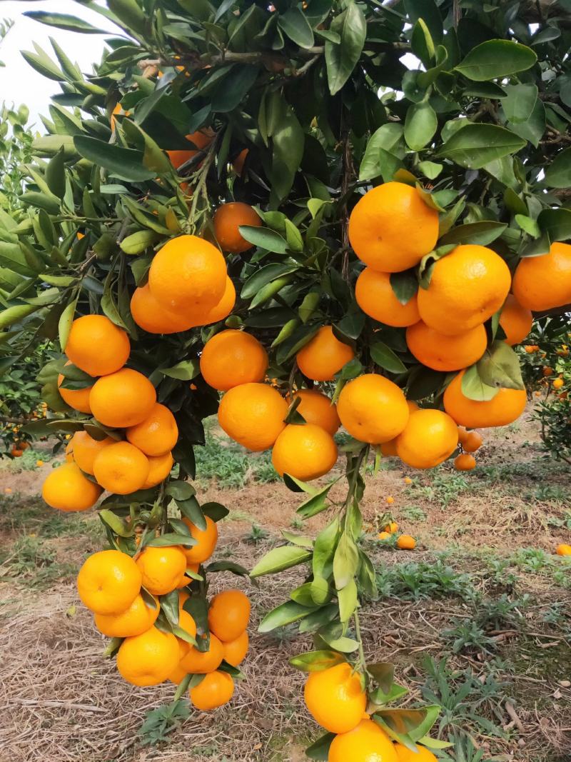 早熟蜜橘无核无渣皮薄味甜产地直供货源充足质量保证量大从优