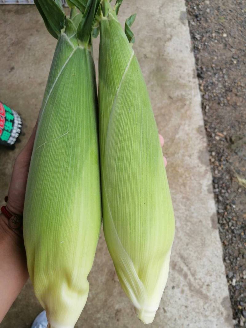 白粘彩糯玉米（好吃糯粘玉米）卖相好产地直销一手货源