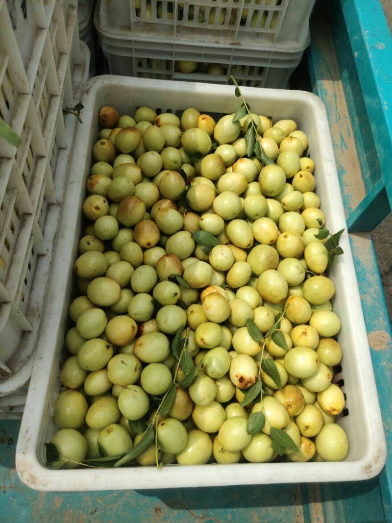 冬枣专业对接电商平台保质保量供货欢迎咨询选购