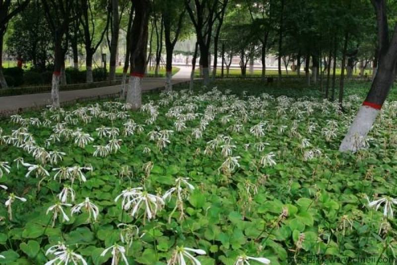 玉簪种子
