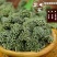 云南正宗三七花无硫熏优质四年田七花茶