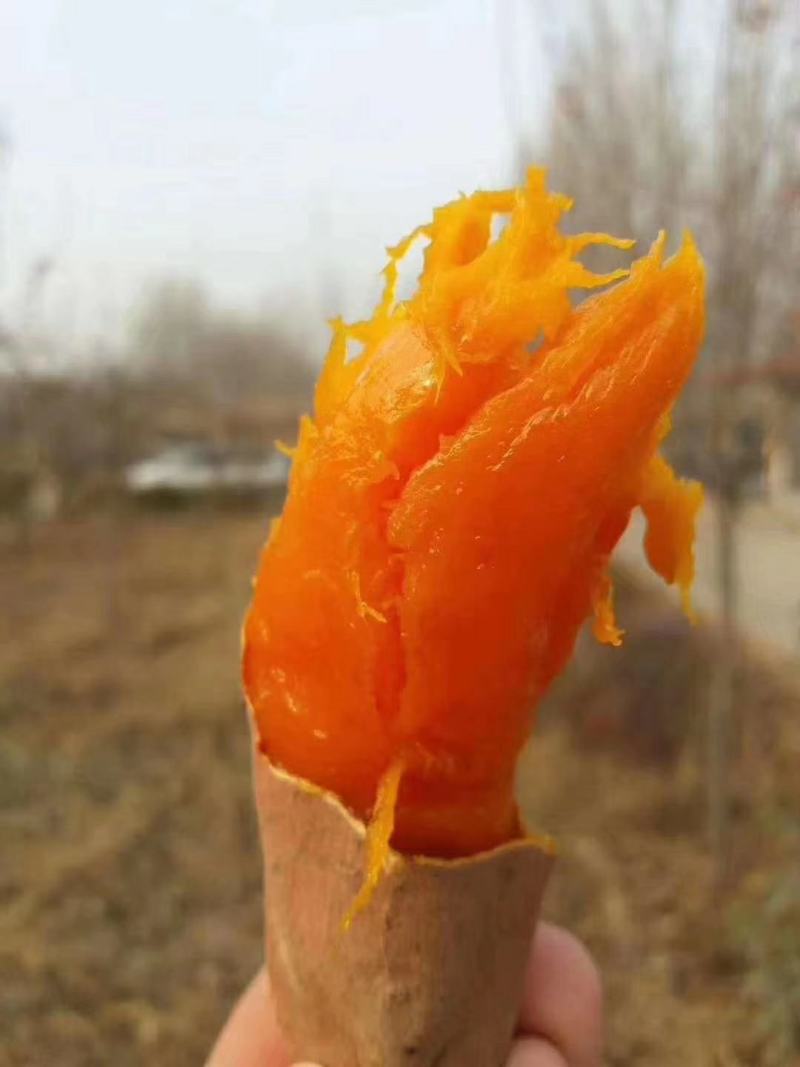 大量批发优质白瓤地瓜，红瓤地瓜，黄瓤地瓜！