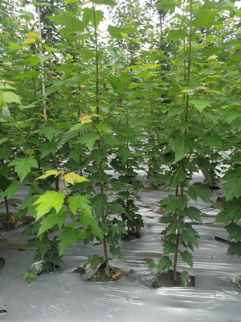 美国红枫幼苗批发1-4公分，布袋苗地苗都有货，物美价优。