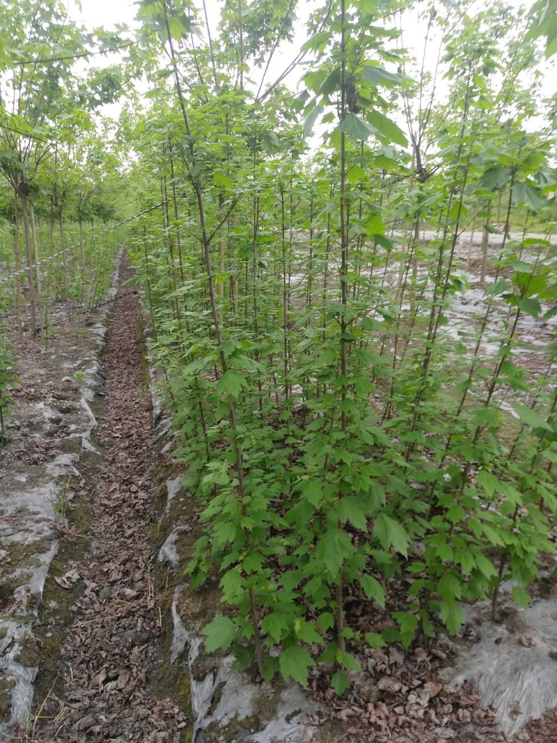 美国红枫幼苗批发1-4公分，布袋苗地苗都有货，物美价优。