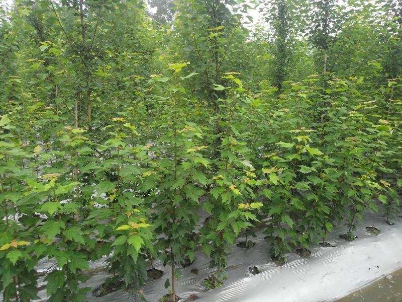 美国红枫幼苗批发1-4公分，布袋苗地苗都有货，物美价优。