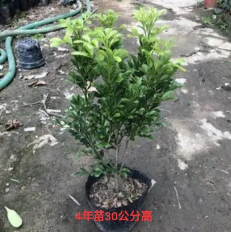 米兰花盆栽花苗室内客厅桌面阳台绿植盆景吸甲醛净化空气植物