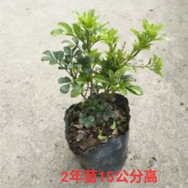 米兰花盆栽花苗室内客厅桌面阳台绿植盆景吸甲醛净化空气植物