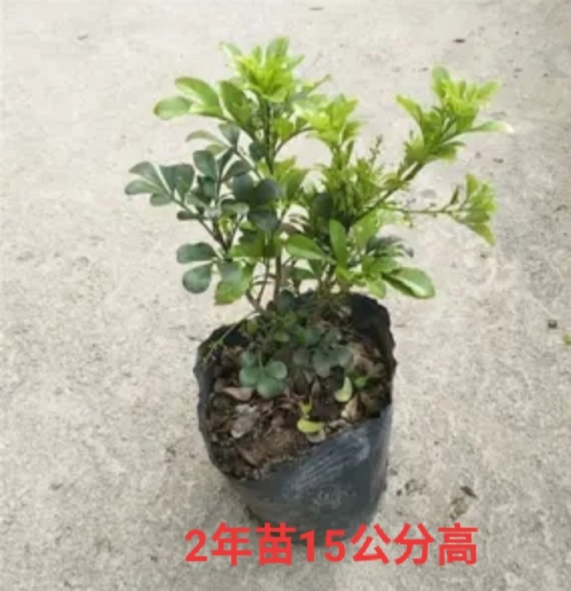 米兰花盆栽花苗室内客厅桌面阳台绿植盆景吸甲醛净化空气植物