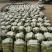 大量供应河北昌黎精品西葫芦产地直销欢迎选购