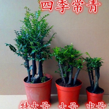 小叶紫檀盆景树苗紫檀树桩室内阳台花卉绿植盆栽耐寒四季常青