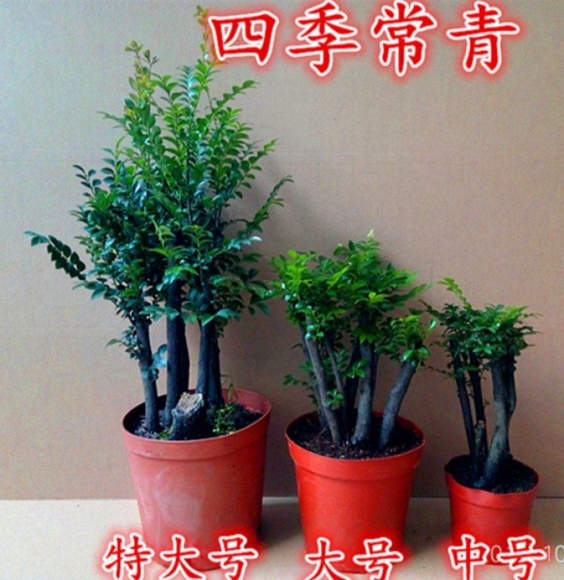 小叶紫檀盆景树苗紫檀树桩室内阳台花卉绿植盆栽耐寒四季常青