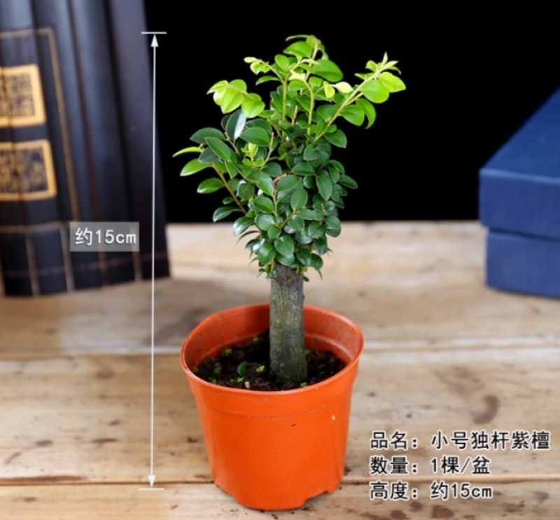 小叶紫檀盆景树苗紫檀树桩室内阳台花卉绿植盆栽耐寒四季常青