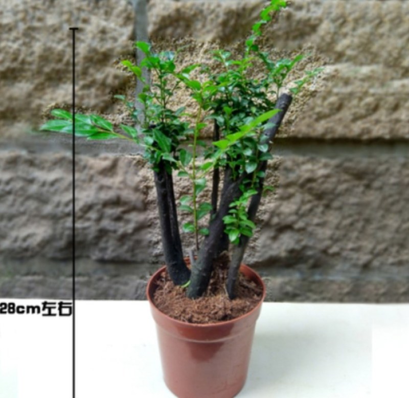小叶紫檀盆景树苗紫檀树桩室内阳台花卉绿植盆栽耐寒四季常青