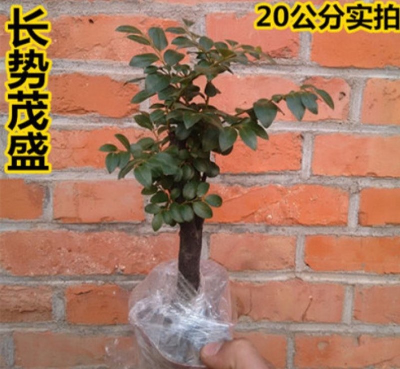小叶紫檀盆景树苗紫檀树桩室内阳台花卉绿植盆栽耐寒四季常青