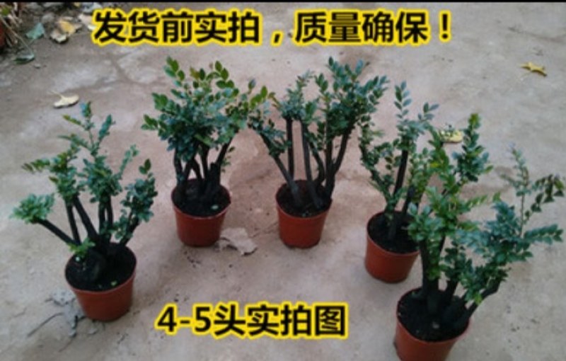 小叶紫檀盆景树苗紫檀树桩室内阳台花卉绿植盆栽耐寒四季常青