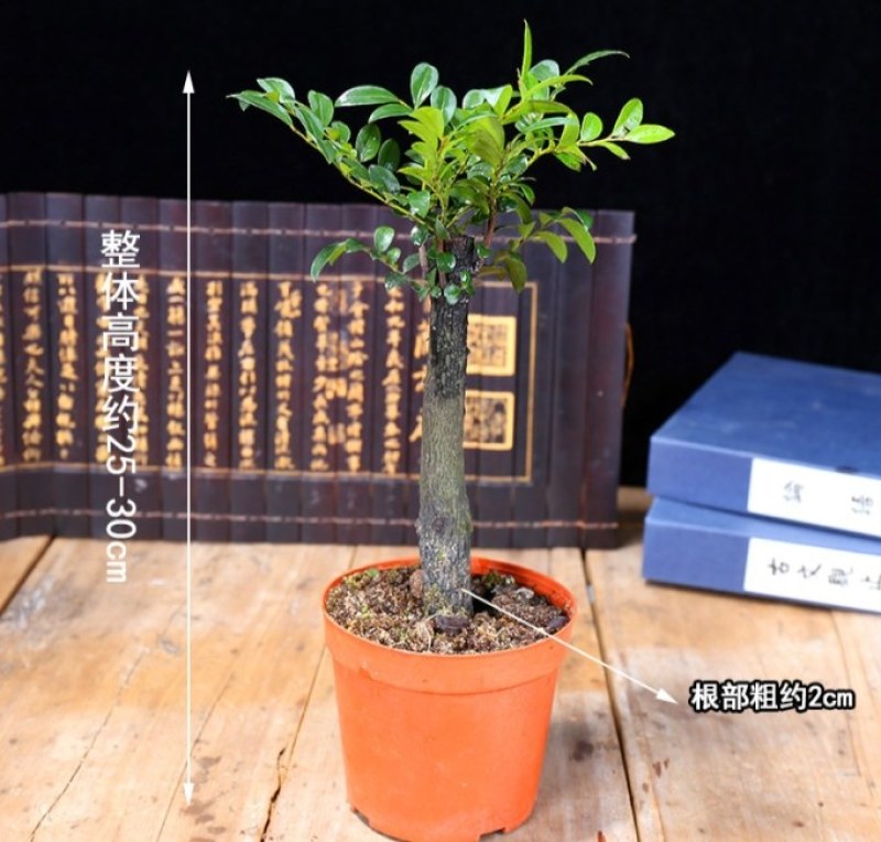 小叶紫檀盆景树苗紫檀树桩室内阳台花卉绿植盆栽耐寒四季常青