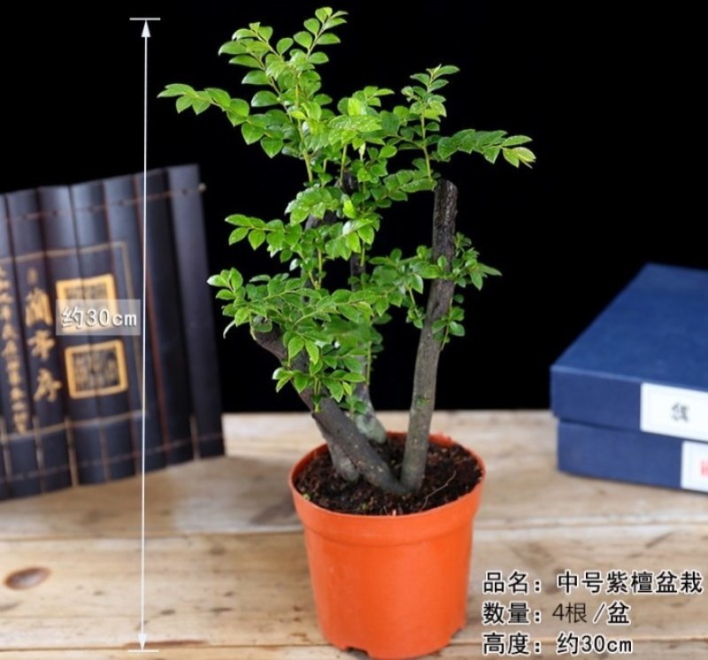 小叶紫檀盆景树苗紫檀树桩室内阳台花卉绿植盆栽耐寒四季常青