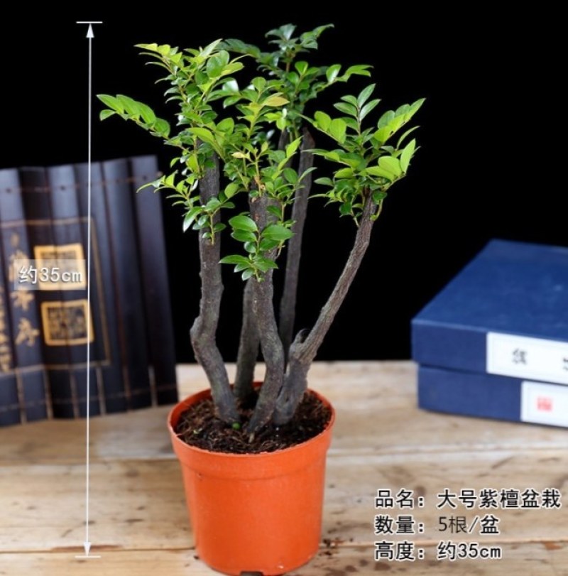 小叶紫檀盆景树苗紫檀树桩室内阳台花卉绿植盆栽耐寒四季常青