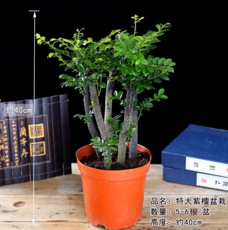 小叶紫檀盆景树苗紫檀树桩室内阳台花卉绿植盆栽耐寒四季常青
