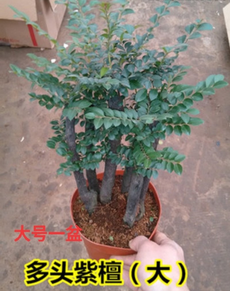 小叶紫檀盆景树苗紫檀树桩室内阳台花卉绿植盆栽耐寒四季常青