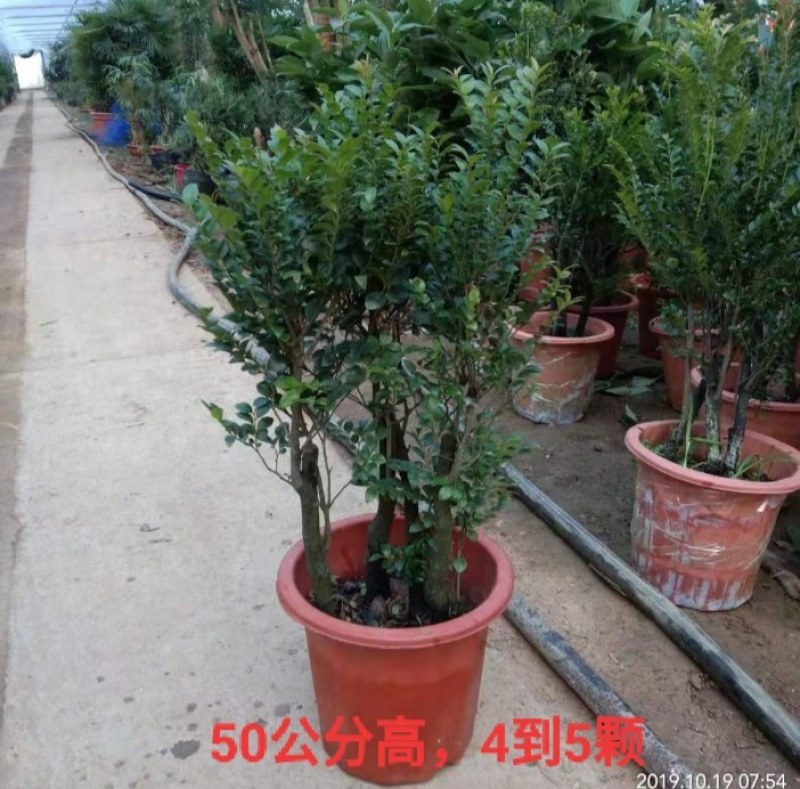 小叶紫檀盆景树苗紫檀树桩室内阳台花卉绿植盆栽耐寒四季常青