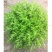 生长速度快植物花卉垂盆草吊兰四季常青见土就活盆栽垂